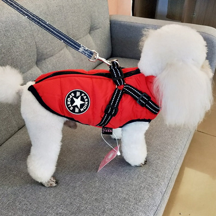 Hund i vadderat hundtäcke med sele